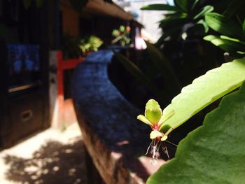 Close-up of insect on plant