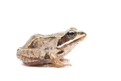 Close-up of a frog over white background