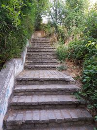 Steps amidst trees