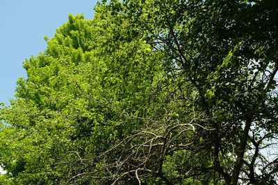 Low angle view of trees against sky