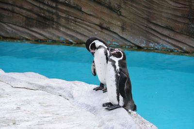 View of an animal in swimming pool