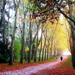 People walking on pathway along trees