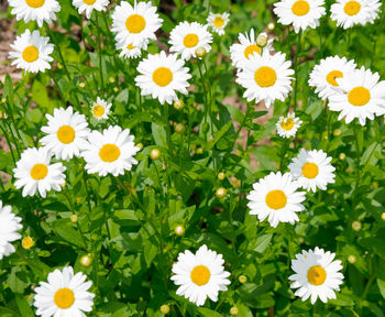 Close-up of white daisy flowers blooming in field