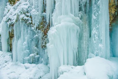 Snow covered trees in forest