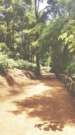 Dirt road passing through forest