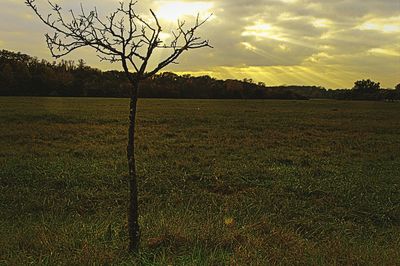 Scenic view of field against sky at sunset