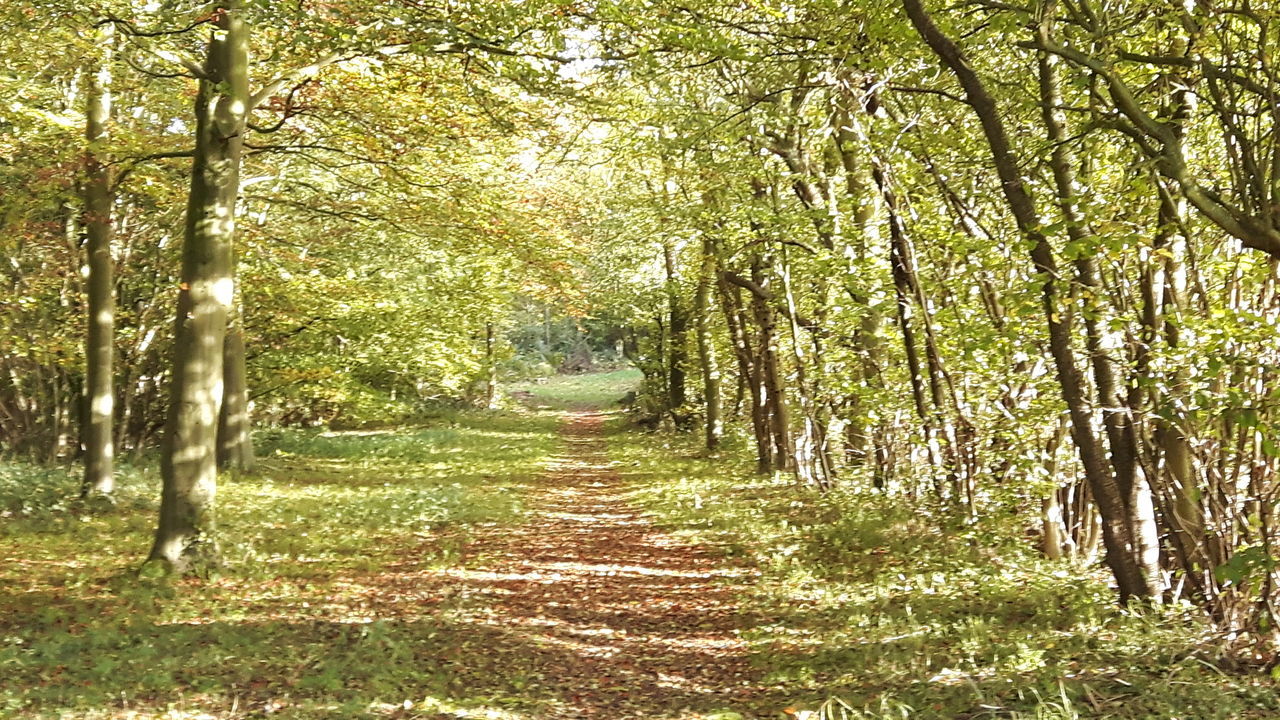 TREES IN PARK