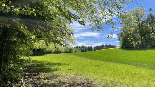 Scenic view of field against sky