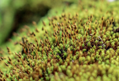 Close-up of plants