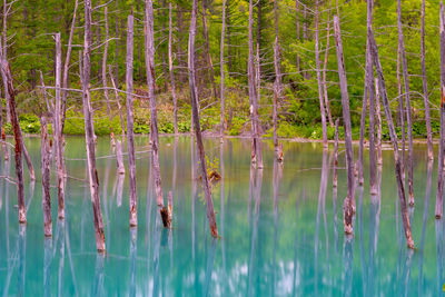 Scenic view of lake in forest