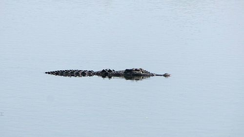 High angle view of crocodile swimming in river