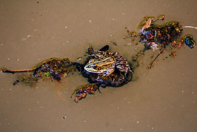 High angle view of crab on beach