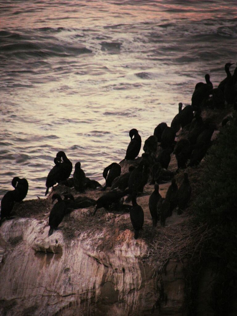 Cormorants