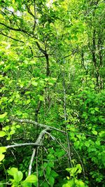 Trees growing in forest