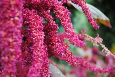 Close-up of pink flowers blooming outdoors