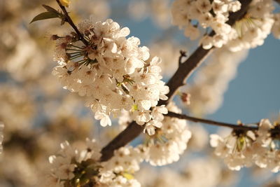 Close-up of white cherry blossom