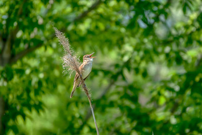 Bird perching on a tree