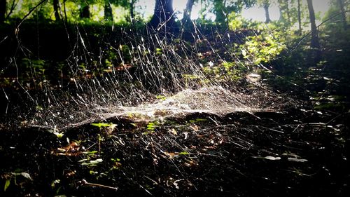 Close-up of water in forest