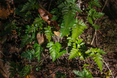 High angle view of leaves and trees in forest