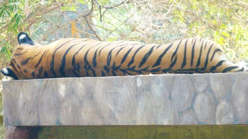 View of horse in zoo