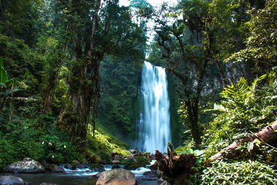 Scenic view of waterfall in forest