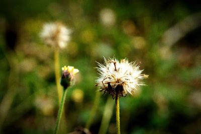 Close-up of wilted dandelion flower