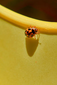 Close-up of ladybug on yellow flower