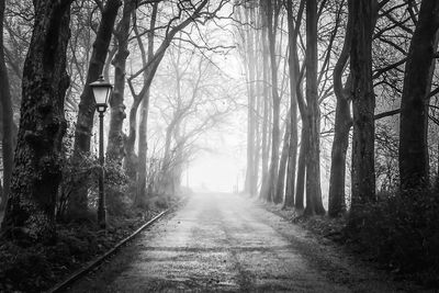 Road amidst trees in forest