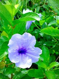 Close-up of flower blooming outdoors