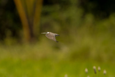 Bird flying in a sunlight