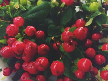 Close-up of strawberries