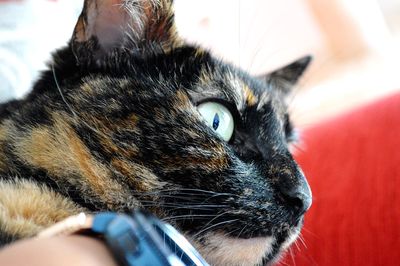 Close-up of cat relaxing at home