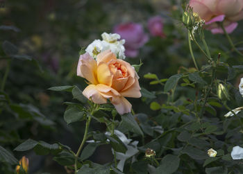 Close-up of rose plant