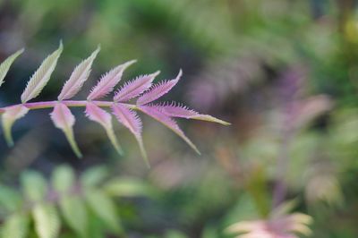 Close-up of autumnal leaves