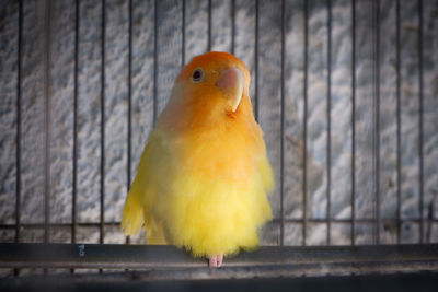 Close-up of parrot perching in cage