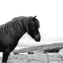 Close-up of horse standing on field against sky