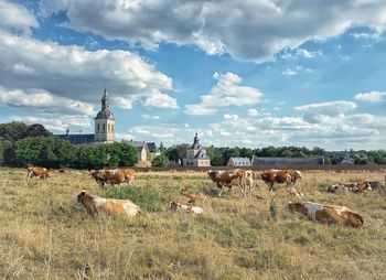 Cows on a field near leuven 