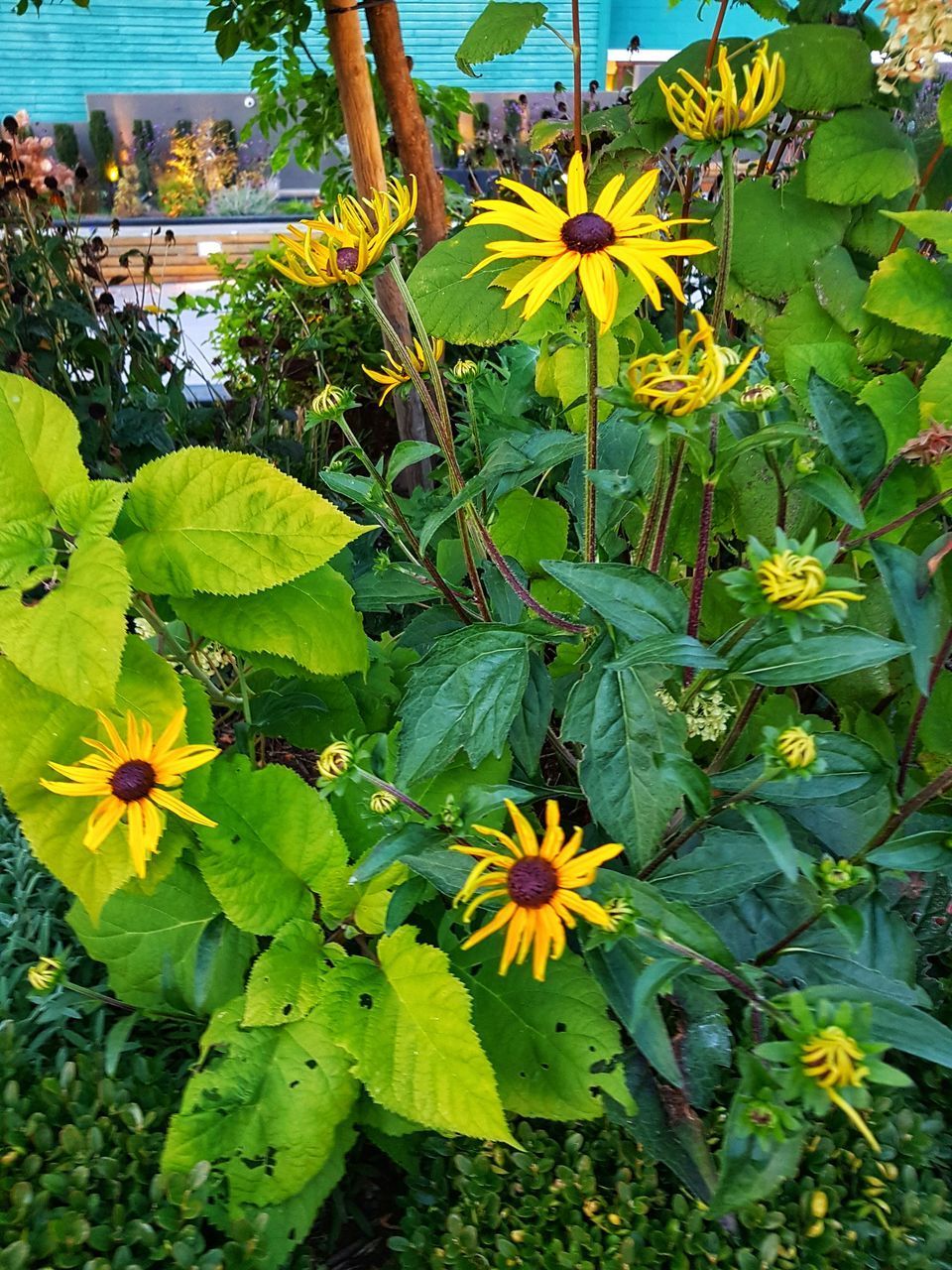 CLOSE-UP OF FLOWERING PLANTS