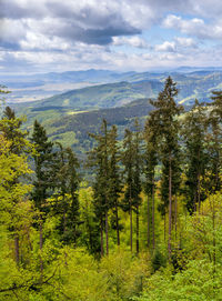 Scenic view of pine trees and mountains against sky