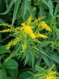 Close-up of yellow flowers blooming outdoors