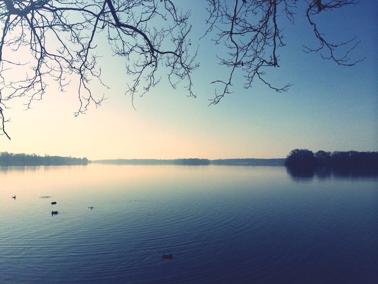 water, lake, tranquil scene, tranquility, bird, tree, scenics, clear sky, reflection, bare tree, waterfront, beauty in nature, nature, branch, wildlife, animal themes, idyllic, animals in the wild, sky, blue