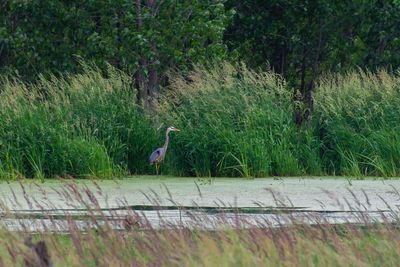 View of bird perching on grass