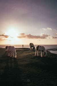 View of horse grazing on field against sky