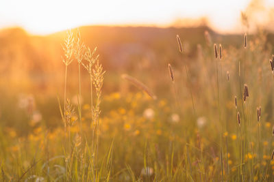 Close-up of plants on field