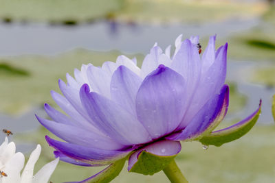 Close-up of purple water lily