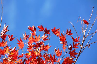 Low angle view of trees against blue sky