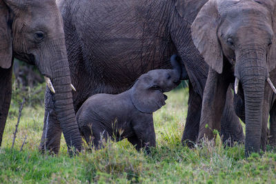 Close-up of elephant