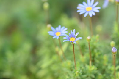 Close-up of purple flowering plant on field