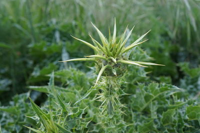 Close-up of fresh green plant