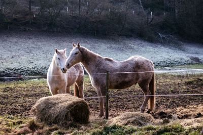 Horses standing in a field